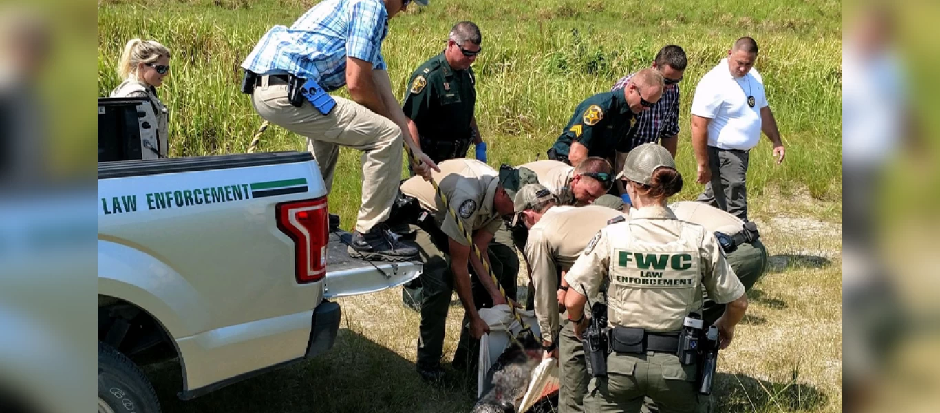 Φλόριντα: Βρήκαν ανθρώπινα μέλη στο στομάχι αλιγάτορα - Τι φοβούνται (βίντεο)
